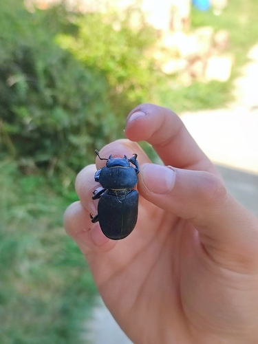 European Stag Beetle