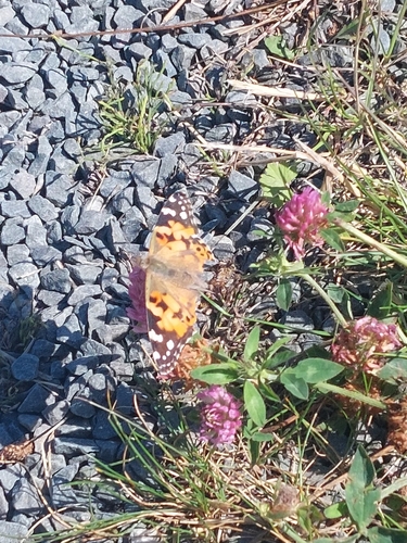Painted Lady