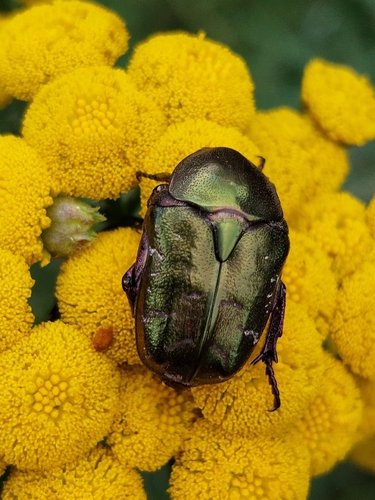 Copper Chafer