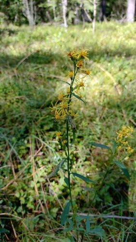 European goldenrod