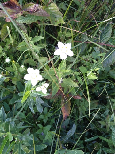 marsh grass-of-Parnassus