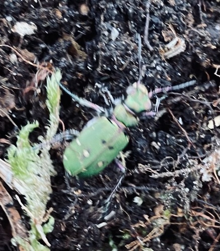 Green Tiger Beetle