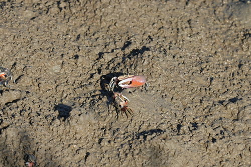 Bowed Fiddler Crab