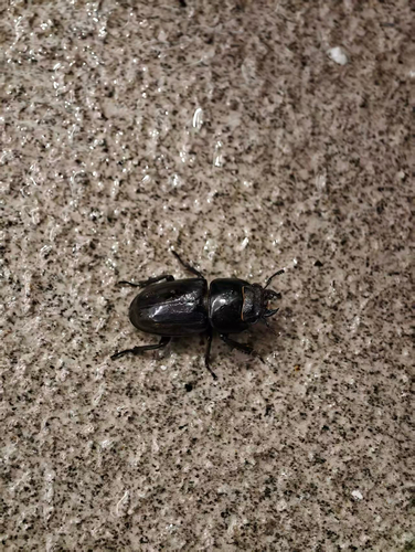 Serrognathus titanus platymelus