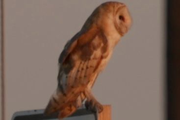 American Barn Owl