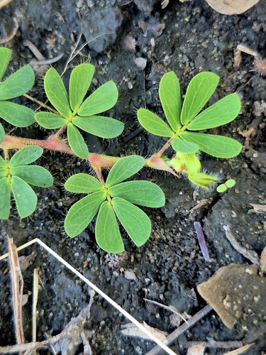 Chamaecrista kunthiana
