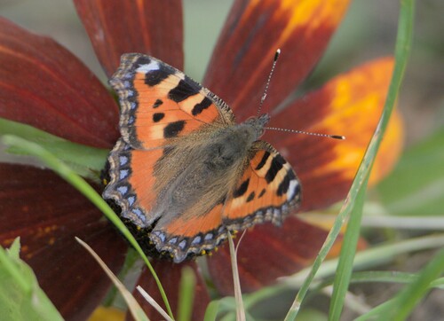 Small Tortoiseshell