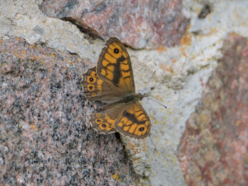 Wall Brown