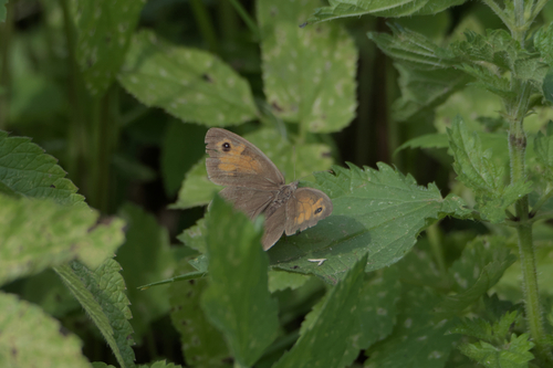 Meadow Brown