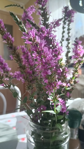 purple loosestrife