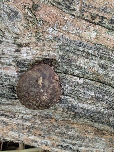Flamed Tigersnail