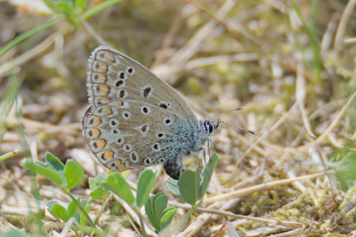 Common Blue