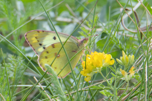 Pale Clouded Yellow