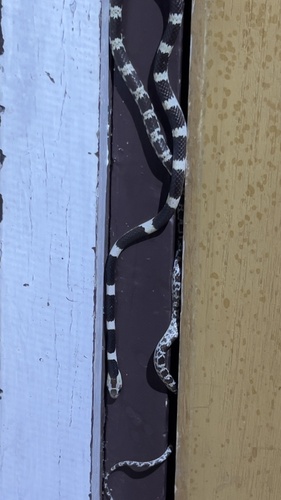 Blanford's Bridle Snake
