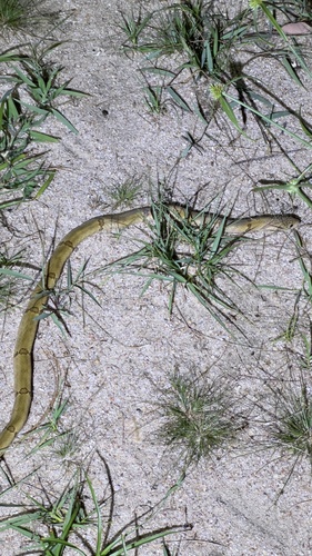 Small-banded Kukri Snake