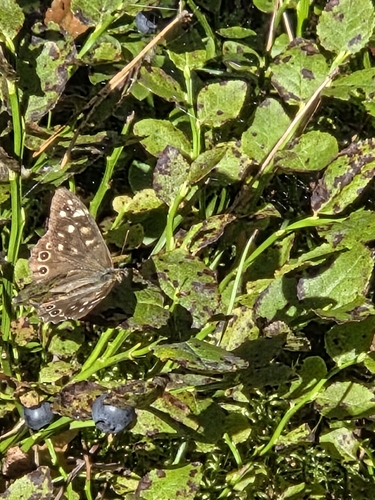 Speckled Wood