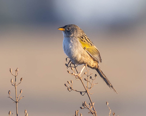 Lesser Grass-Finch