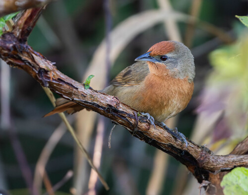 Orange-breasted Thornbird