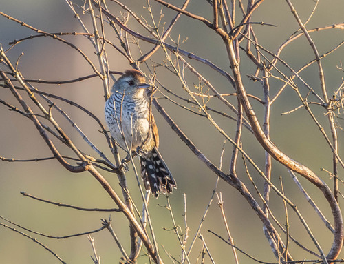 Rufous-capped Antshrike