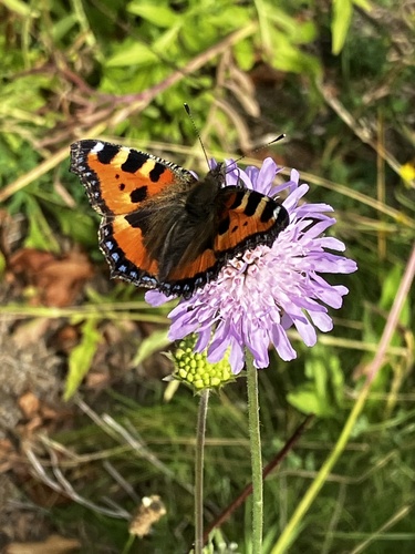 Small Tortoiseshell