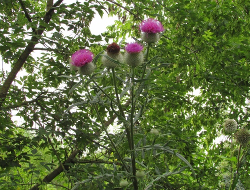 Lophiolepis decussata
