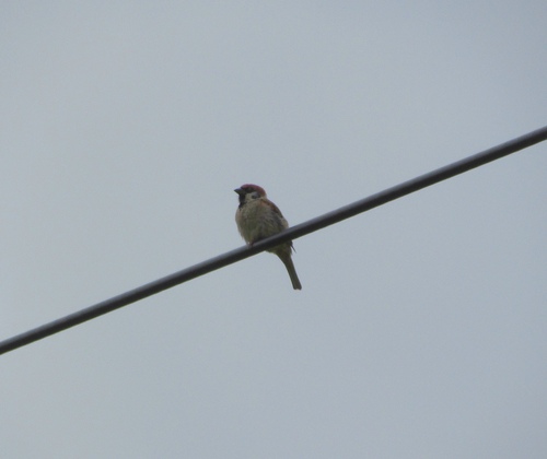 Eurasian Tree Sparrow