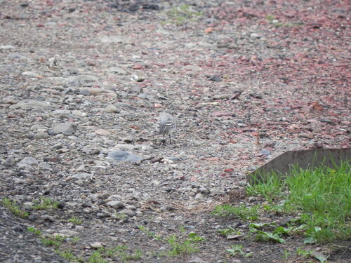 Masked Wagtail