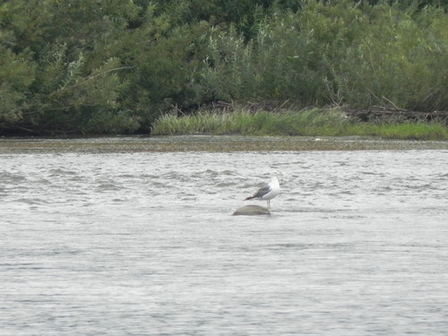 Steppe Gull