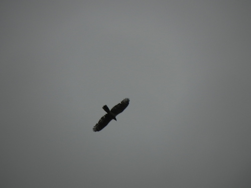 Oriental Honey-Buzzard (Northern)