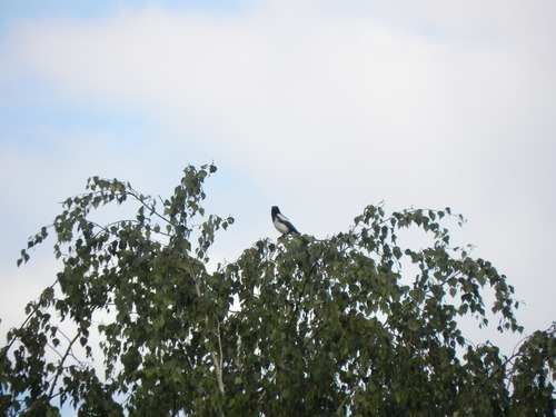Eurasian Magpie