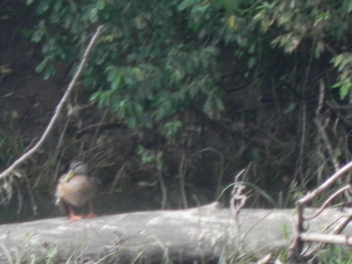 Mallard