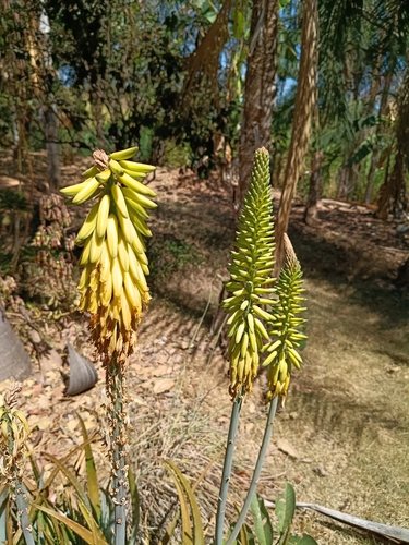 aloe vera