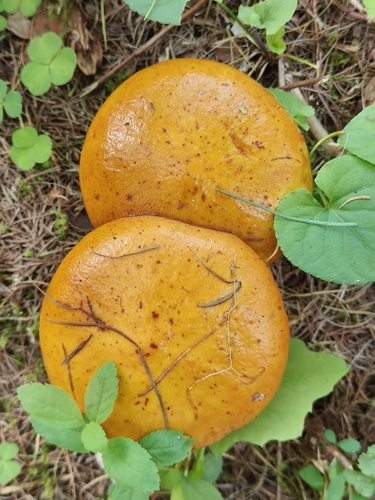 Larch Bolete