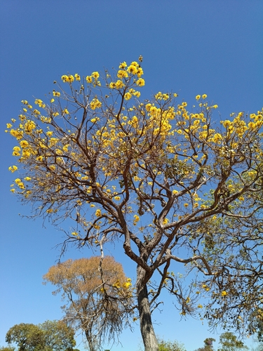 golden trumpet tree