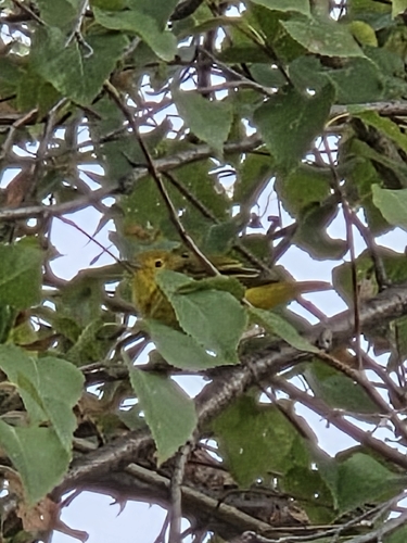 Northern Yellow Warbler