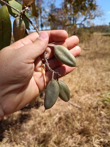 Qualea multiflora