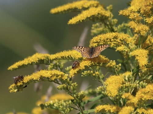Queen of Spain Fritillary