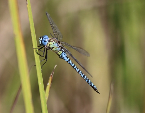 Southern Migrant Hawker