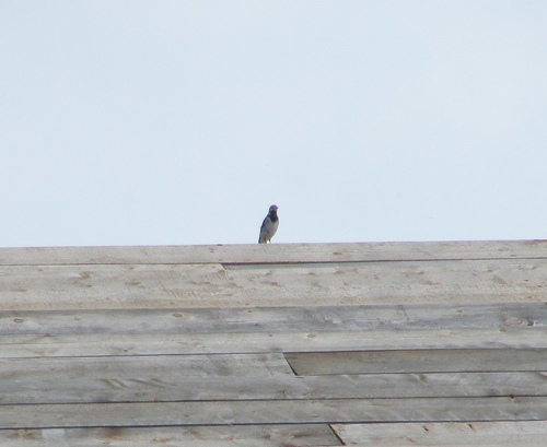 White Wagtail