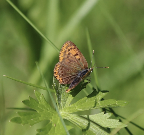 Sooty Copper