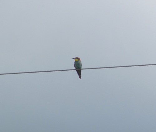 European Bee-eater
