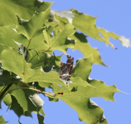 Lesser Purple Emperor