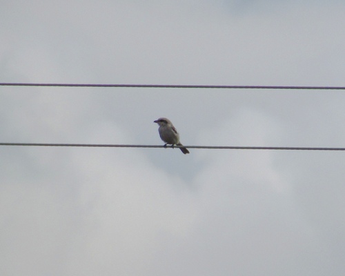 Great Gray Shrike