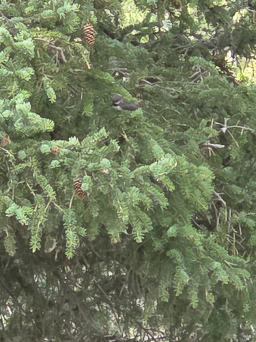 Boreal Chickadee