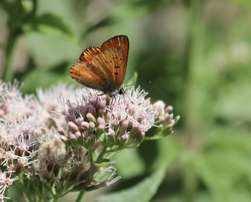 Scarce Copper