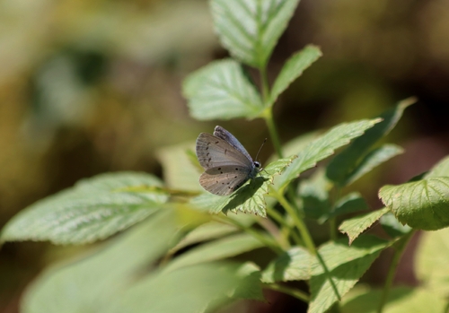 Holly Blue