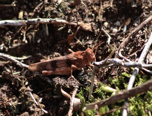Blue-winged Grasshopper