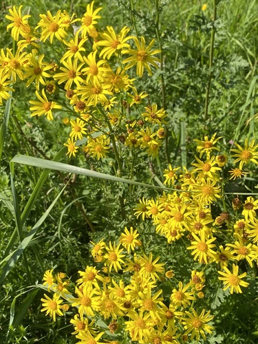 ragwort