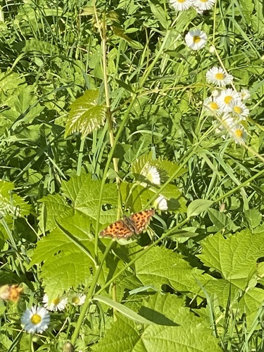 European Comma