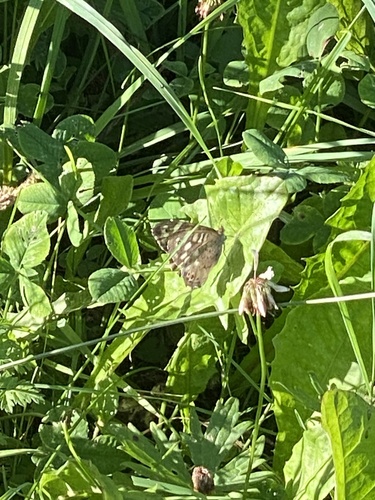 Speckled Wood